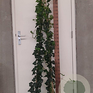 Hedera hibernica 150-175 cm 3,0L