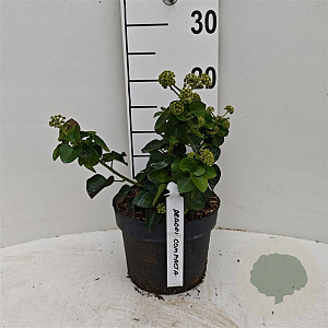 Hedera hib. 'Arbori Compact' 20-25 cm 3,0L