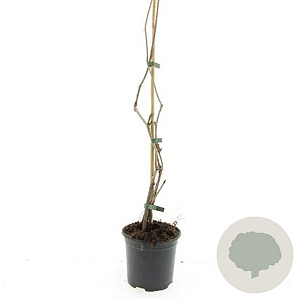 Parthenocissus quinquefolia 80-100 cm C1.5 vanaf 2 tak met stok