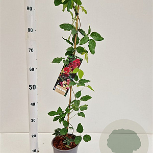 Akebia quinata 70-80 cm 2,5L