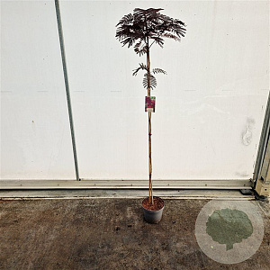 Albizia julibr. 'Summer Chocolate' 150 cm stam 7,5L