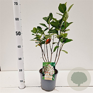 Aronia prunifolia 'Viking' 40-50 cm 2,5L