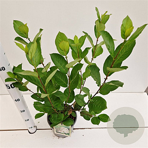 Aronia prunifolia 'Viking' 60-80 cm 3,0L