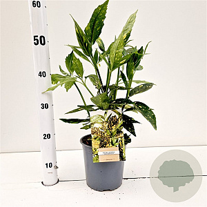 Aucuba jap. 'Crotonifolia' 30-40 cm 2,5L