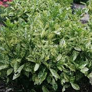 Aucuba jap. 'Golden King' 60-80 cm 7,5L