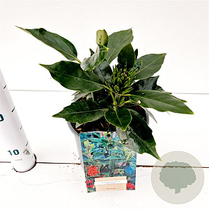 Aucuba jap. 'Rozannie' 20-30 cm 2,5L