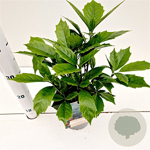 Aucuba jap. 'Rozannie' 20-30 cm 2,5L