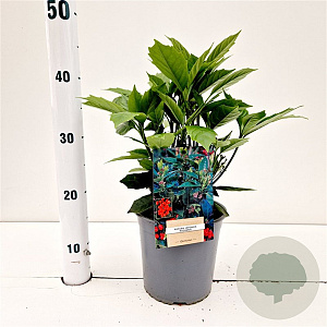 Aucuba jap. 'Rozannie' 20-30 cm 2,5L