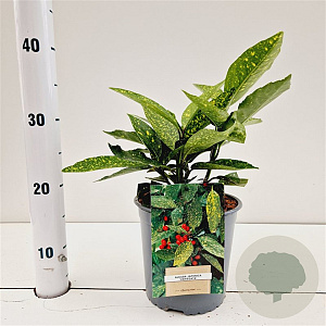 Aucuba jap. 'Variegata' 20-30 cm 2,5L