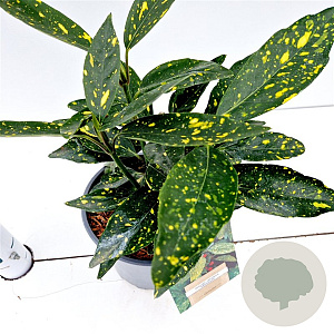 Aucuba jap. 'Variegata' 20-30 cm 2,5L