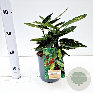 Aucuba jap. 'Variegata' 20-30 cm 2,5L