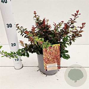 Berberis thunb. 'Atropurpurea Nana' 25-30 cm 2,5L