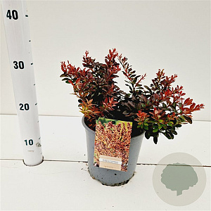 Berberis thunb. 'Atropurpurea Nana' 25-30 cm 2,5L