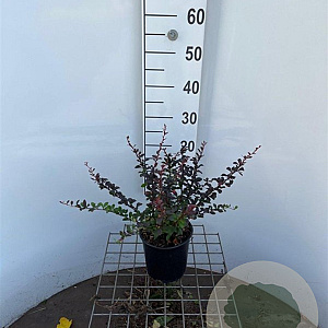 Berberis thunb. 'Dart's Red Lady' 30-40 cm 2,5L