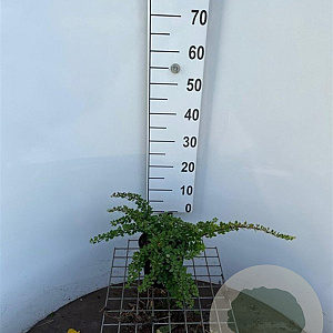 Berberis thunb. 'Green Carpet' 30-40 cm 2,5L