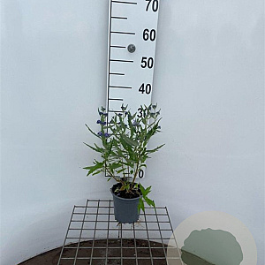 Caryopteris cland. 'Heavenly Blue' 30-40 cm C1.3