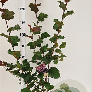 Corylus m. 'Purpurea' 125-150 cm 50L