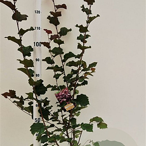 Corylus m. 'Purpurea' 125-150 cm 50L