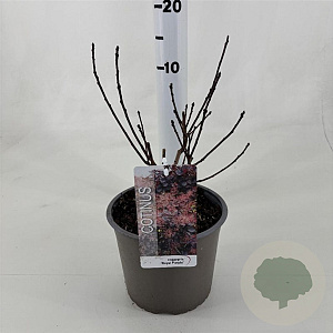 Cotinus cog. 'Royal Purple' 30-40 cm 3,0L