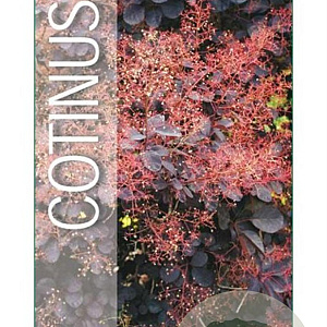 Cotinus cog. 'Royal Purple' 30-40 cm 3,0L