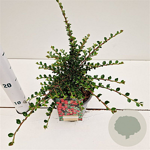 Cotoneaster horizontalis 25-30 cm C1.5