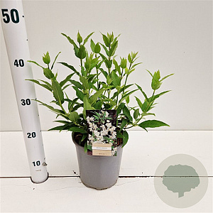 Deutzia gracilis 30-40 cm 2,5L