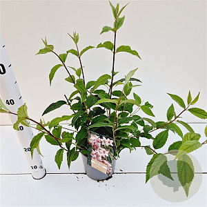 Deutzia hybrida 'Mont Rose' 30-40 cm 2,5L