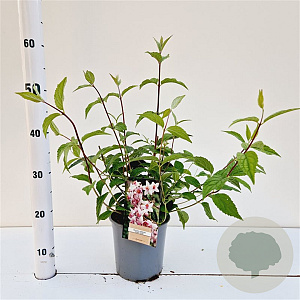 Deutzia hybrida 'Mont Rose' 30-40 cm 2,5L