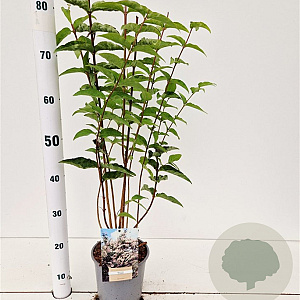 Deutzia scabra 30-40 cm 2,5L