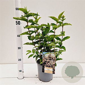 Deutzia scabra 30-40 cm 2,5L