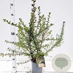 Escallonia 'Donard Seedling' 30-40 cm 2,5L