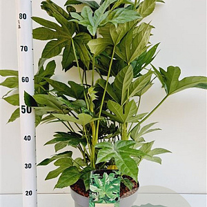 Fatsia japonica 60-80 cm 7,5L