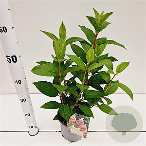 Hydrangea pan. Pinky Winky 30-40 cm 2,5L