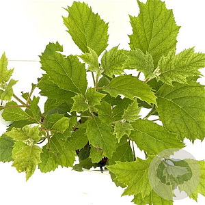 Hydrangea quercifolia 30-40 cm 2,5L