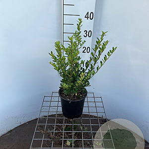 Ilex crenata 'Caroline Upright' 30-40 cm 2,5L