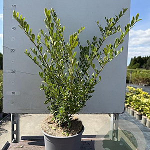 Ilex crenata 'Green Hedge' 30-40 cm 2,0L