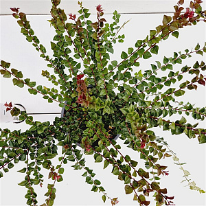 Lonicera nit. 'Red Tips' 20-30 cm C1.5