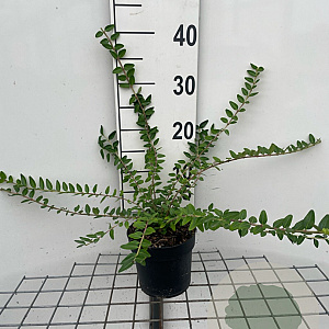 Lonicera pileata 'Moss Green' 30-40 cm C1.3