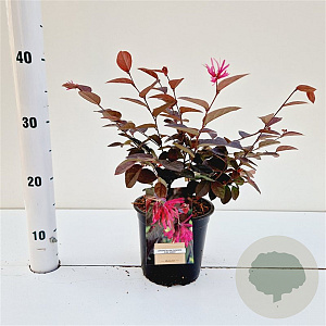Loropetalum c. 'Fire Dance' 25-30 cm C1.5