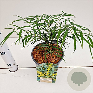 Mahonia eurybracteata 'Soft Caress' 15-20 cm 2,5L