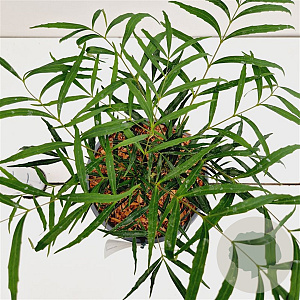 Mahonia eurybracteata 'Soft Caress' 15-20 cm 2,5L