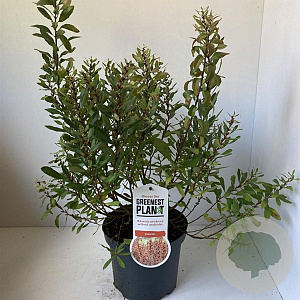 Myrica gale 30-40 cm 3,0L