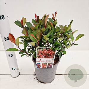 Photinia fraseri 'Little Fenna' 20-30 cm 2,5L