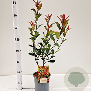 Photinia fraseri 'Robusta Compacta' 40-50 cm 2,5L