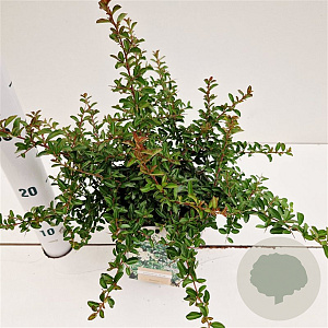 Pyracantha 'Teton' 30-40 cm 2,5L