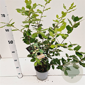 Quercus ilex 40-60 cm 3,0L