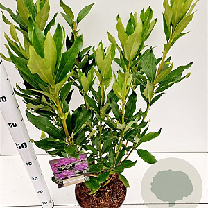 Rhododendron ponticum 40-50 cm 5,0L