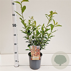 Salix chaenomeloides 'Mount Aso' 40-50 cm 2,5L