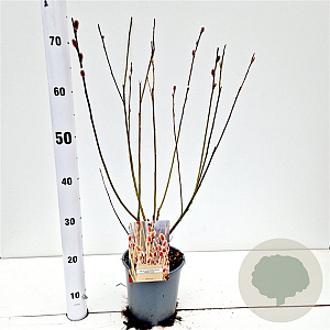Salix chaenomeloides 'Mount Aso' 50-60 cm 2,5L