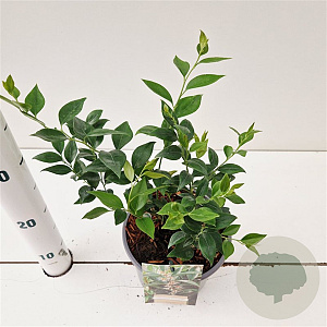 Salix hookeriana 20-25 cm 2,0L